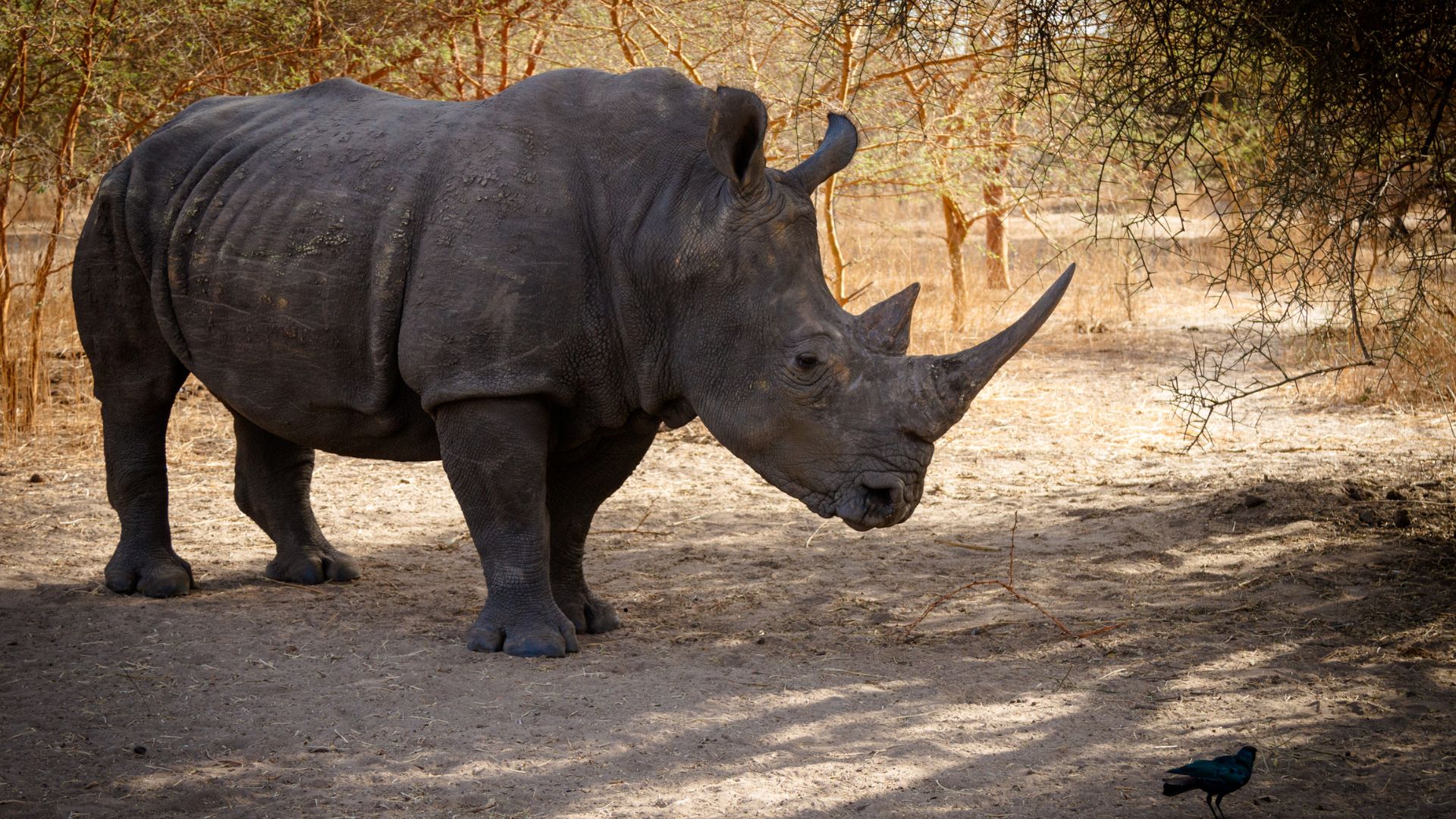 Kruger National Park - Image 3