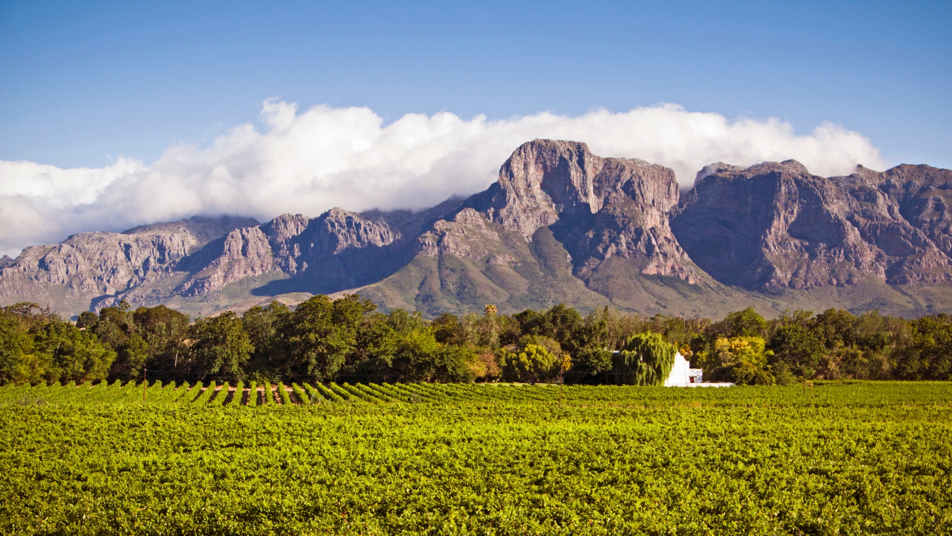 Cape Winelands